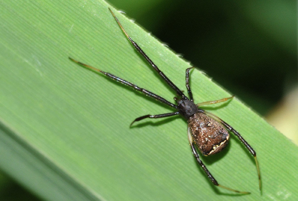 Episinus truncatus